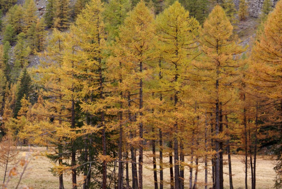 Малые деревья тайги