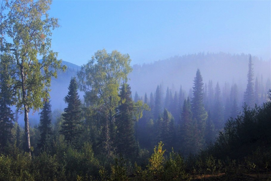 Елово Пихтовый лес в России