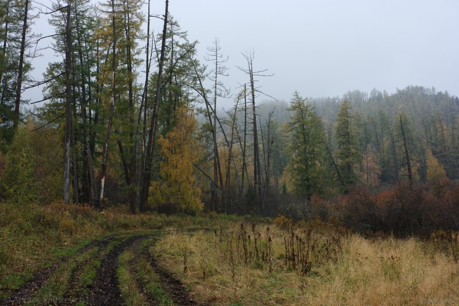 Светлохвойная лиственница