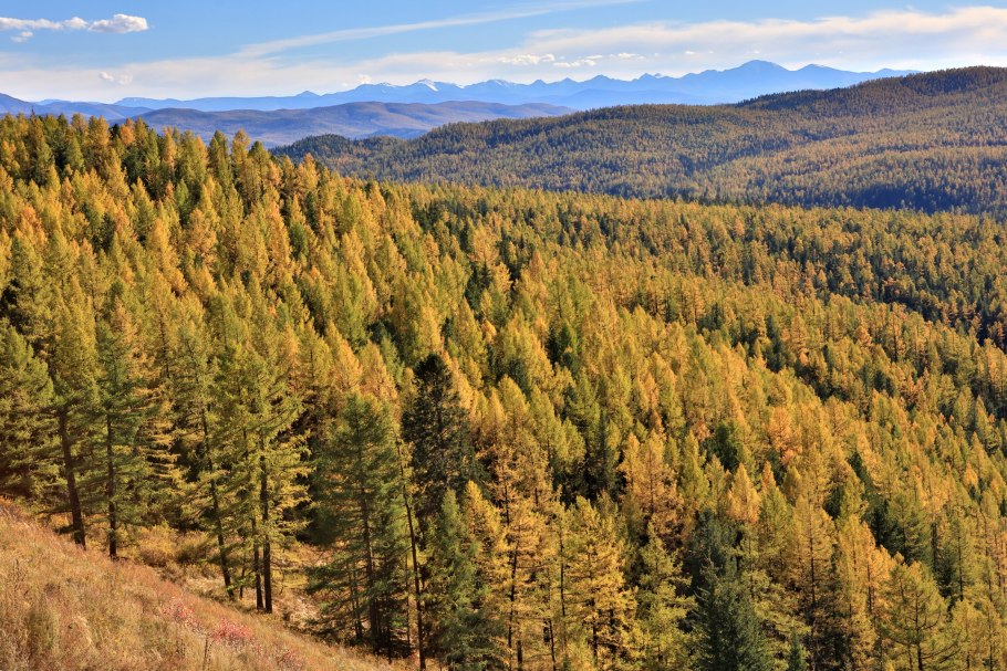 Лиственничная Тайга Восточной Сибири