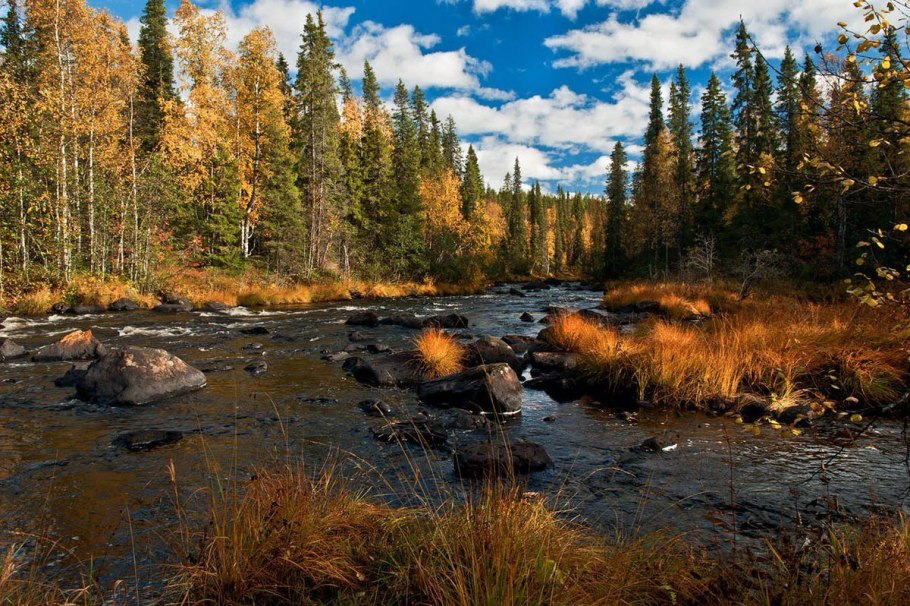 Северная Тайга Мурманская область
