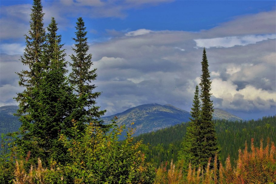 Хвойный лес Республики Коми