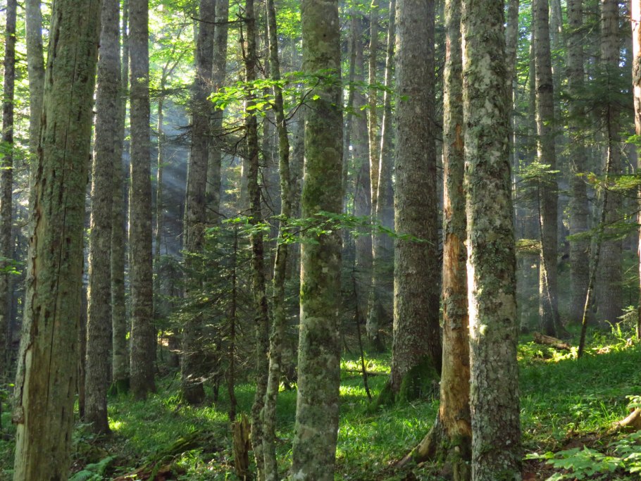 Таёжные леса в Кузнецком Алатау