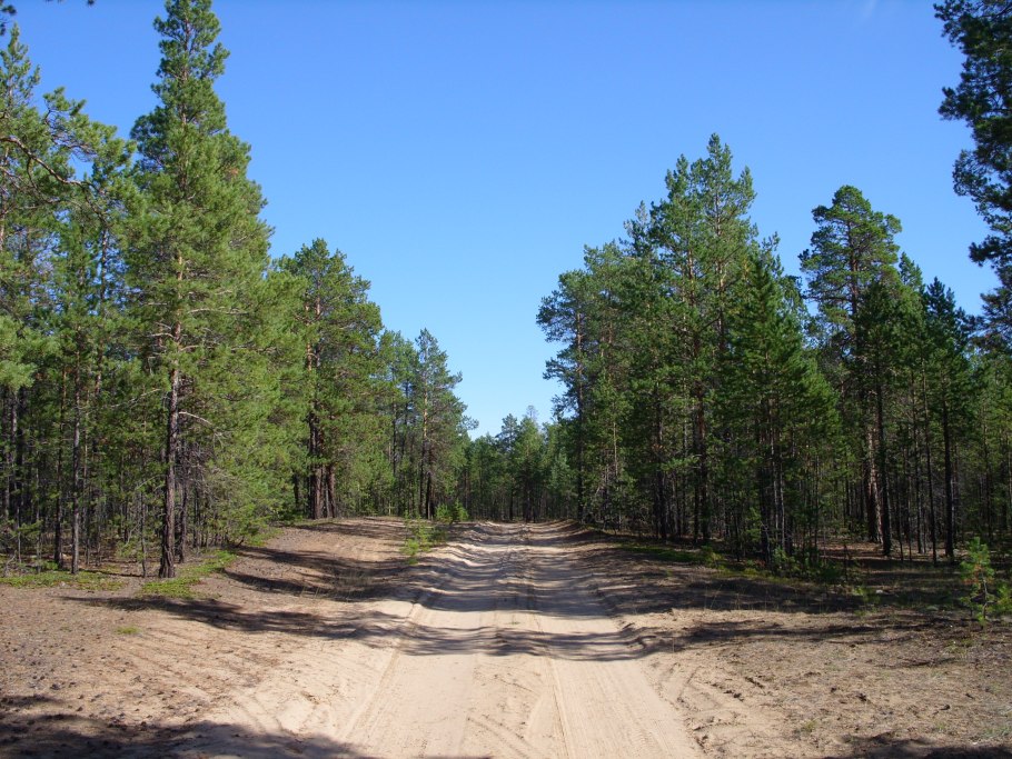 Горный Алтай Тайга Эстетика