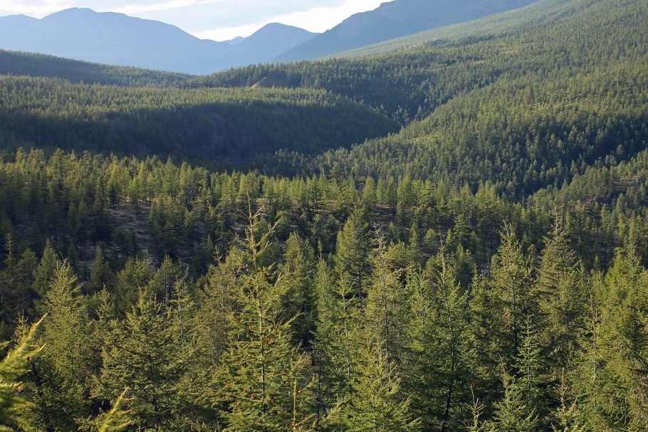 Аляскинская Тайга