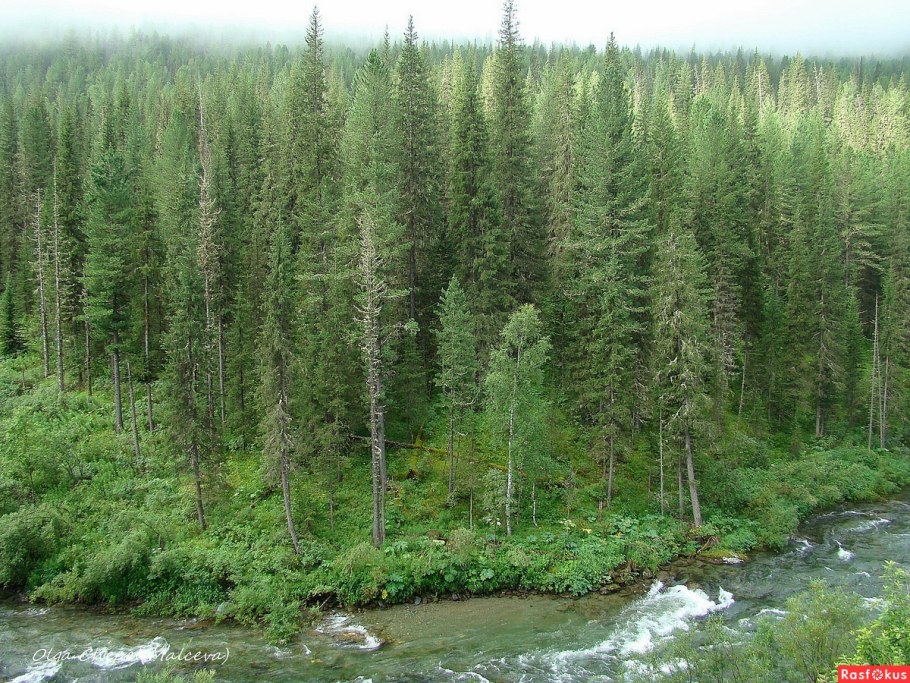 Лиственничная Тайга Восточной Сибири