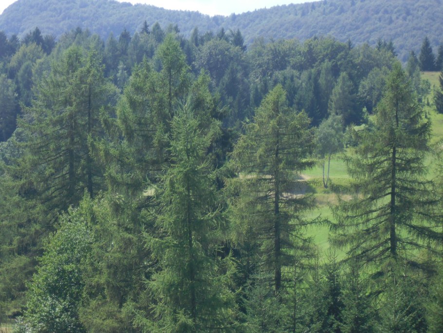 Сибирская ель в лесотундре