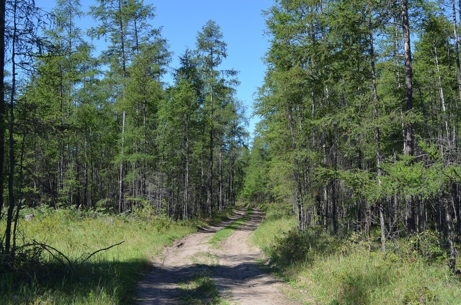 Лето в сибирской тайге