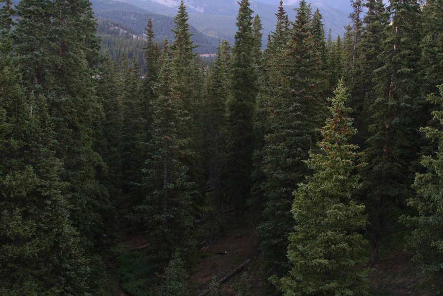 Тайга Кольский