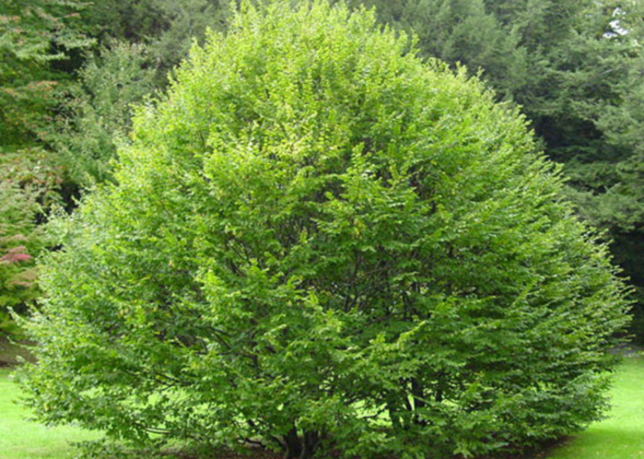 Граб, вяз,карагач