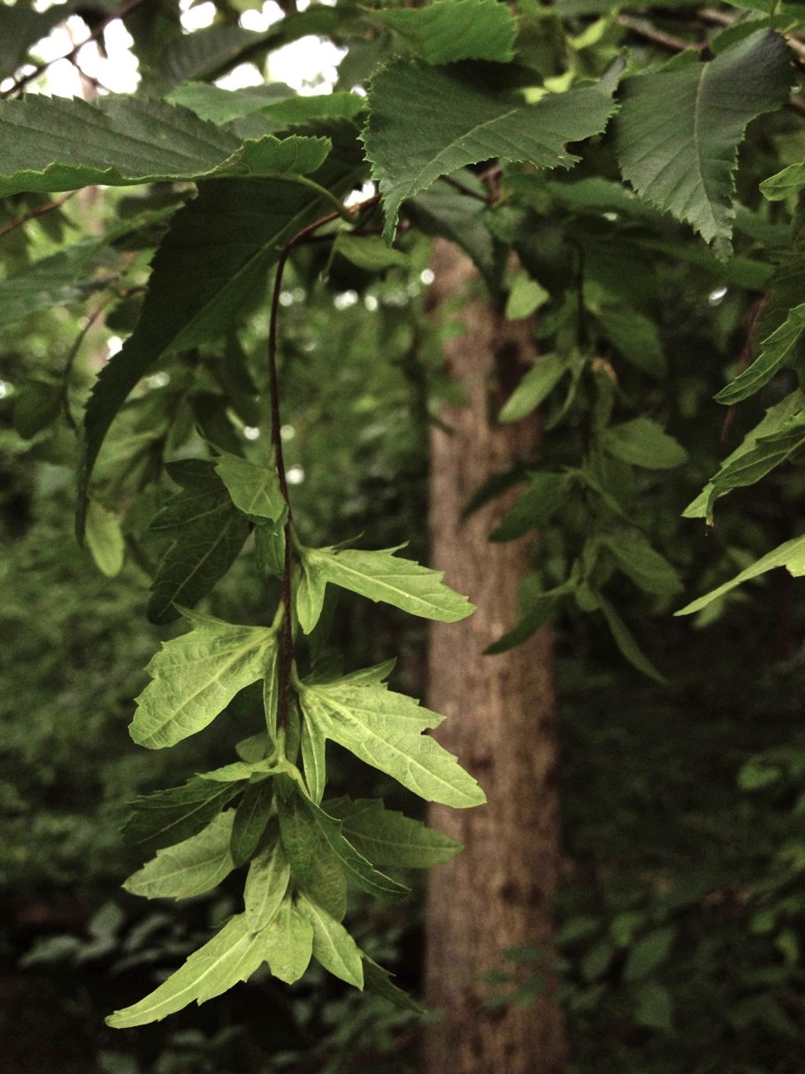 Корейский дуб