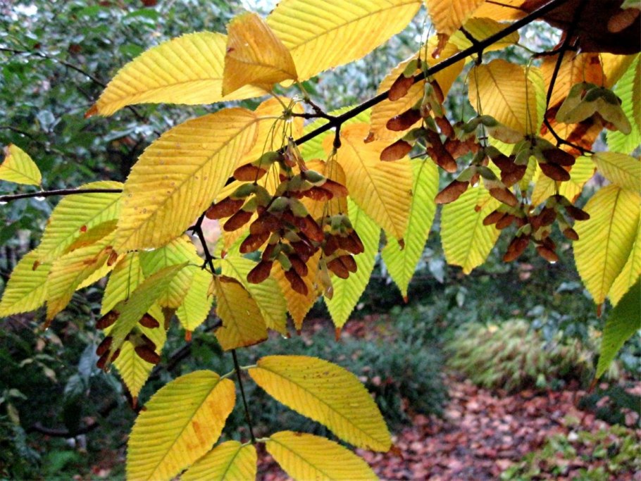 Граб обыкновенный дерево