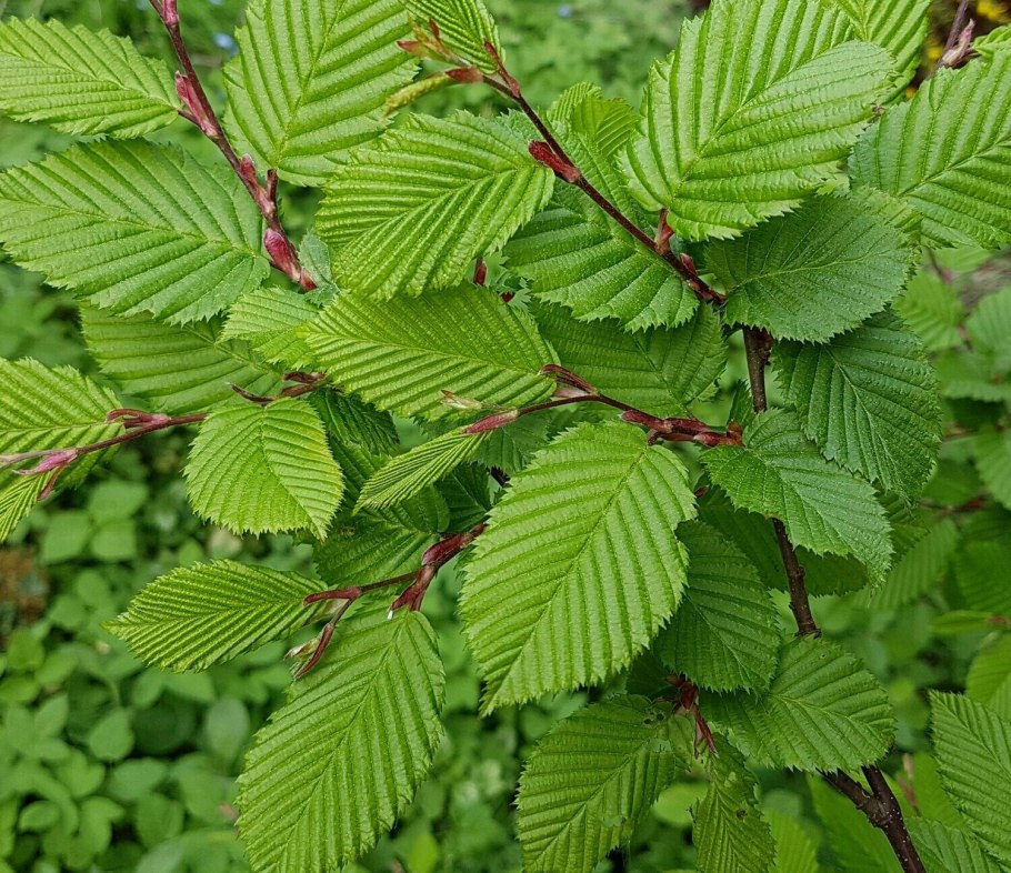 Хмелеграб виргинский