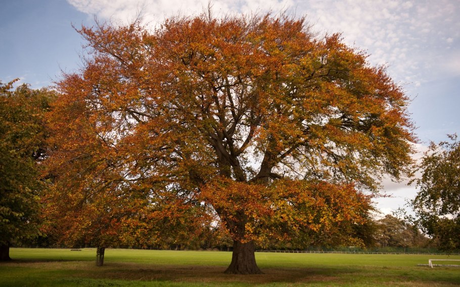 Граб дерево