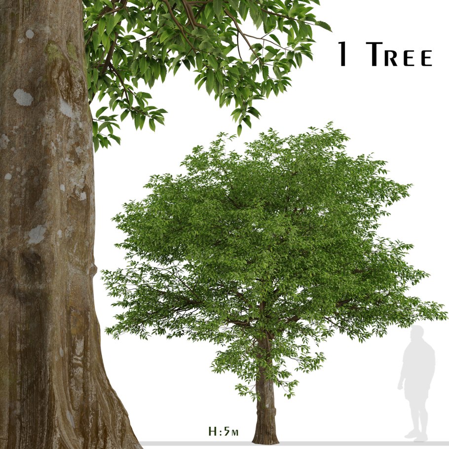 Граб обыкновенный листья