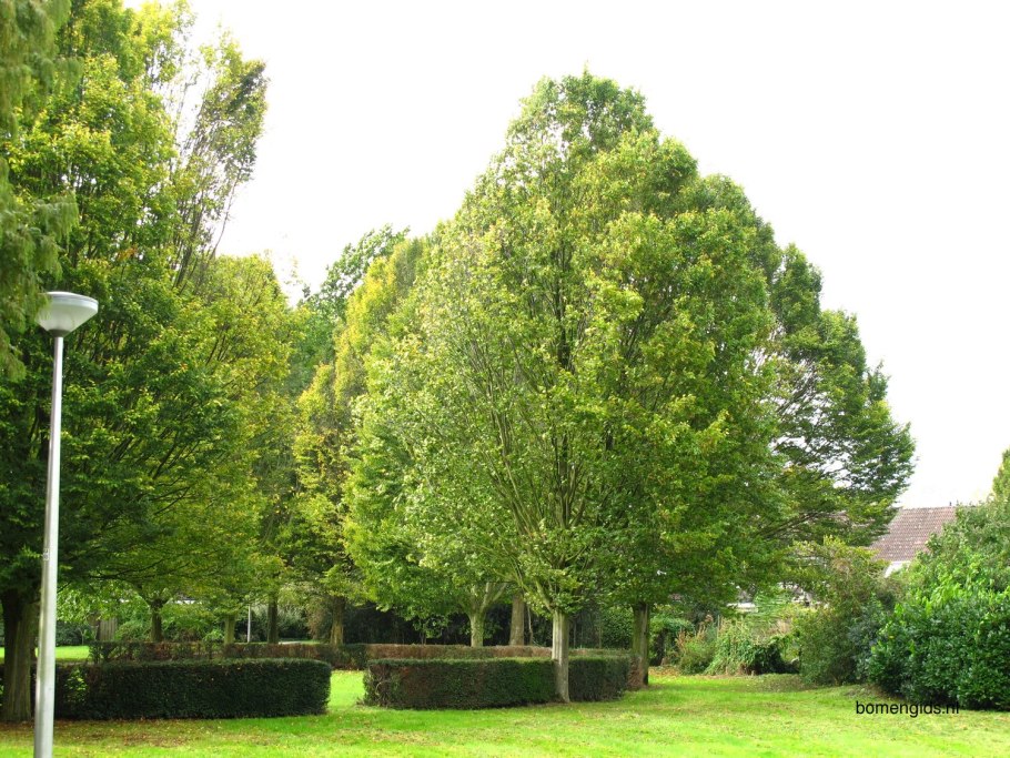 Граб обыкновенный Carpinus betulus