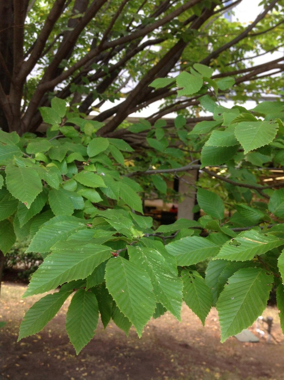 Граба восточного (Carpinus orientalis