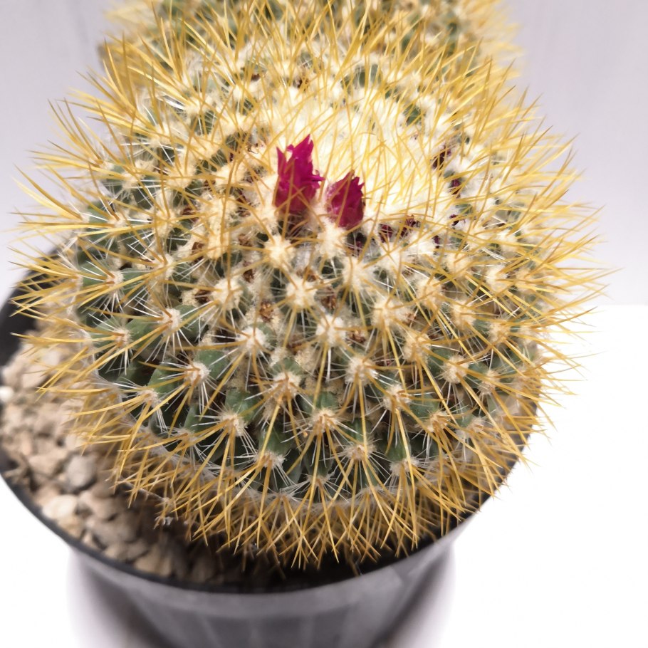 Кактус Маммиллярия haageana