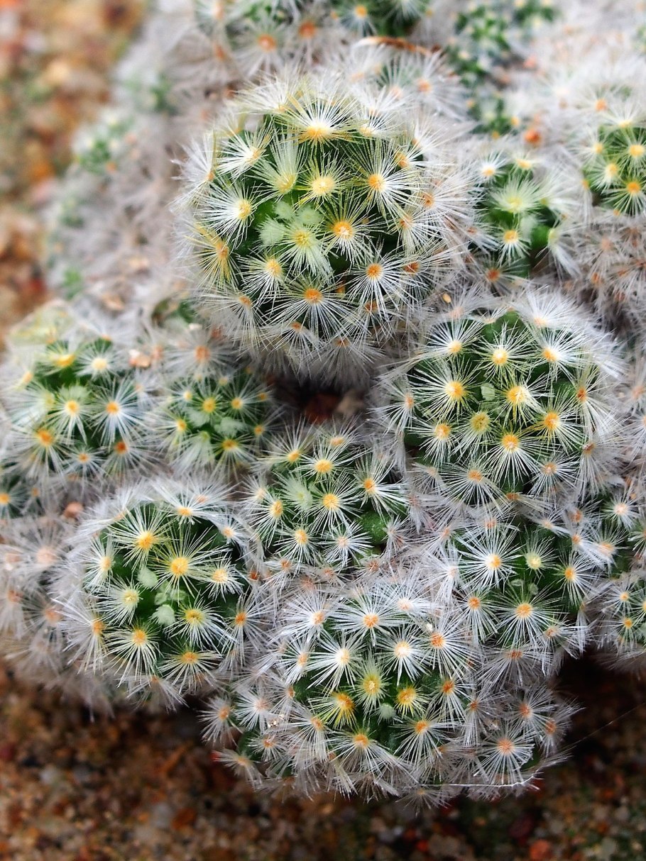 Кактус маммиллярия elongata