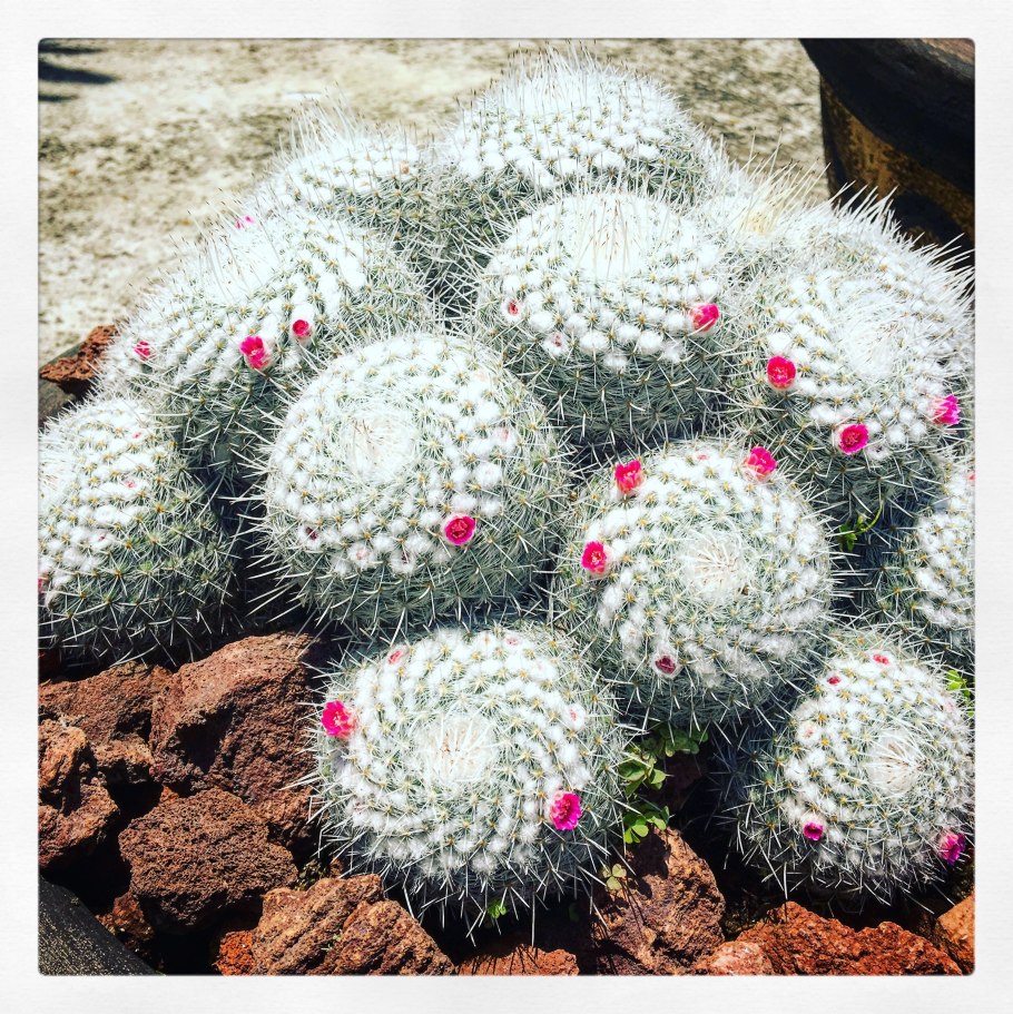 Кактус Маммиллярия геминиспина