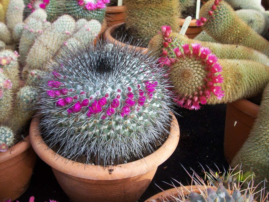 Маммиллярия шварца