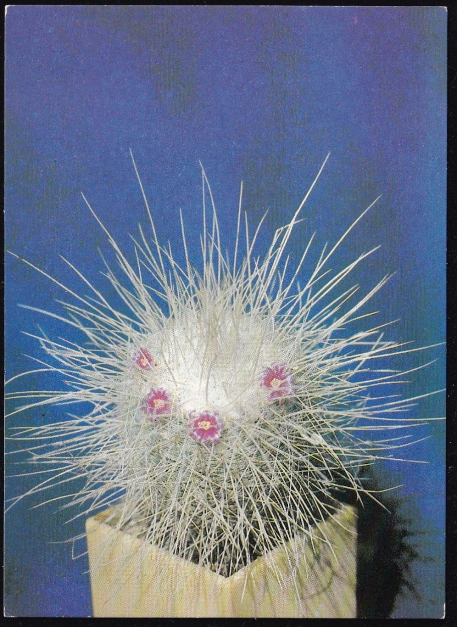 Mammillaria geminispina