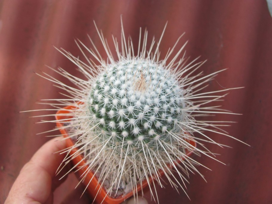 Mammillaria geminispina 'Nobilis'