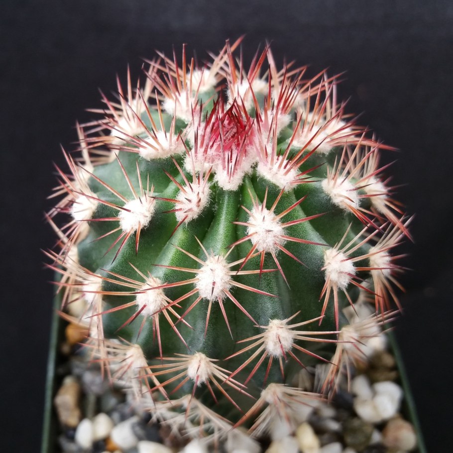 Маммиллярия хернандези Mammillaria hernandezii