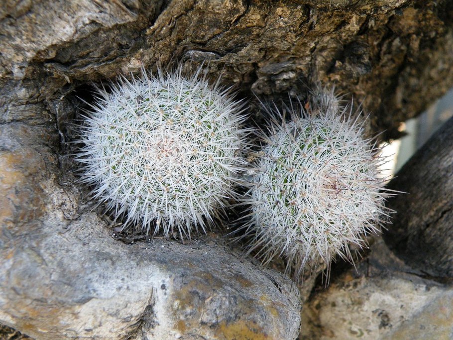 Маммиллярия удлинённая d8