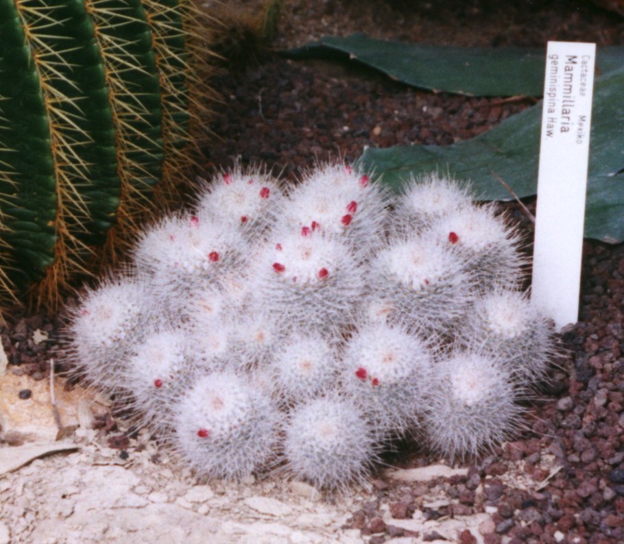 Mammillaria geminispina
