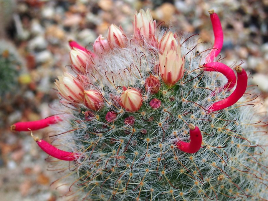 Маммиллярия glochidiata