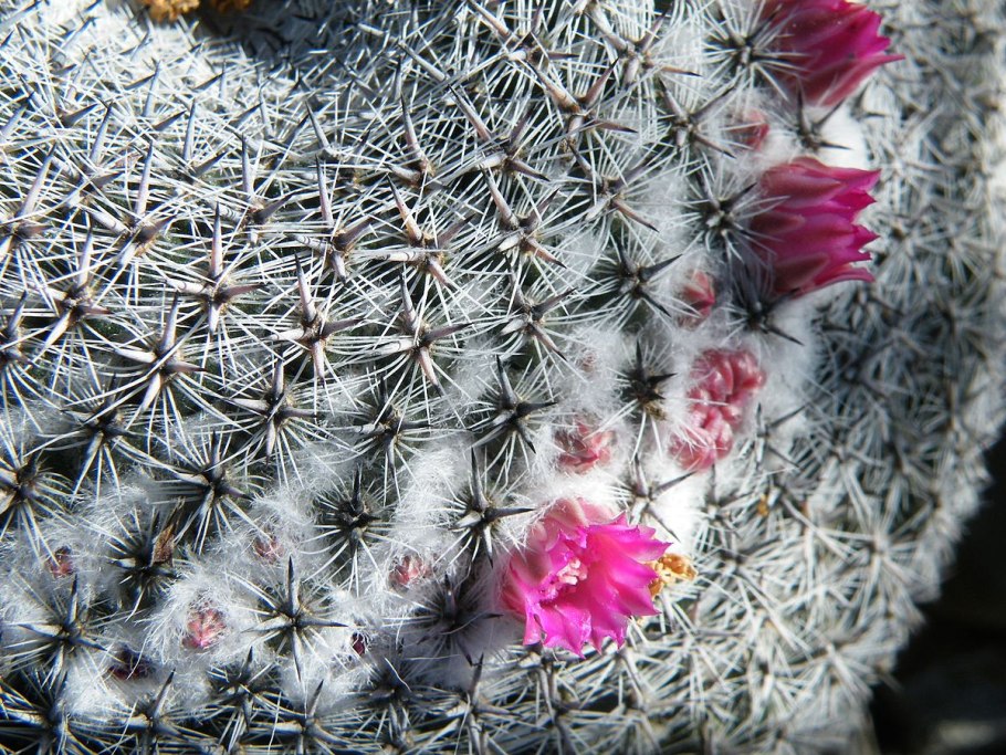 Mammillaria woodsii