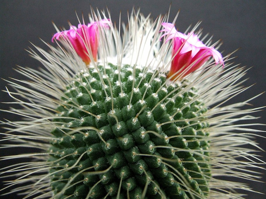 Mammillaria mammillaris