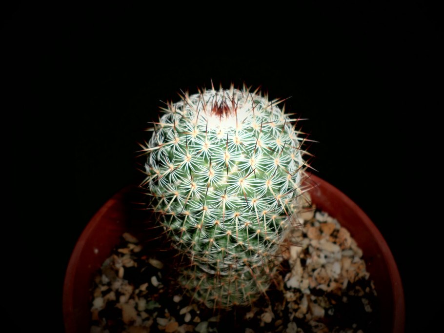 Маммиллярия толука mammillaria toluca