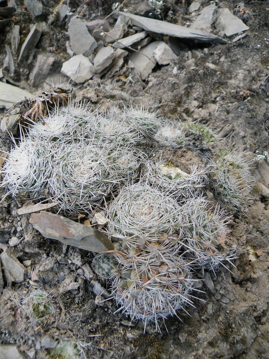 Маммиллярия геминиспина фото