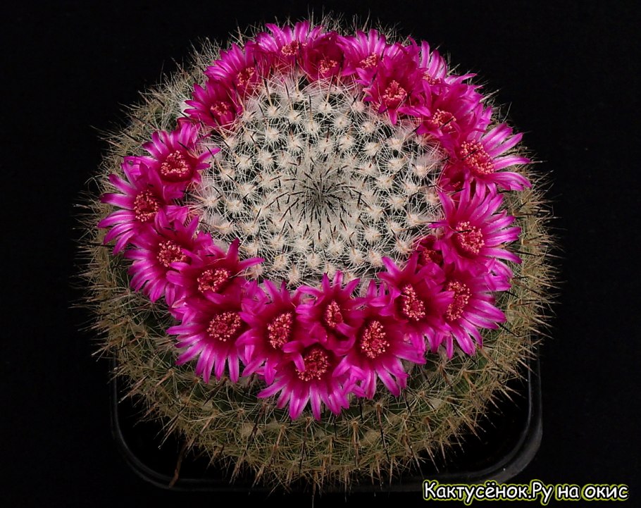 Маммиллярия геминиспина