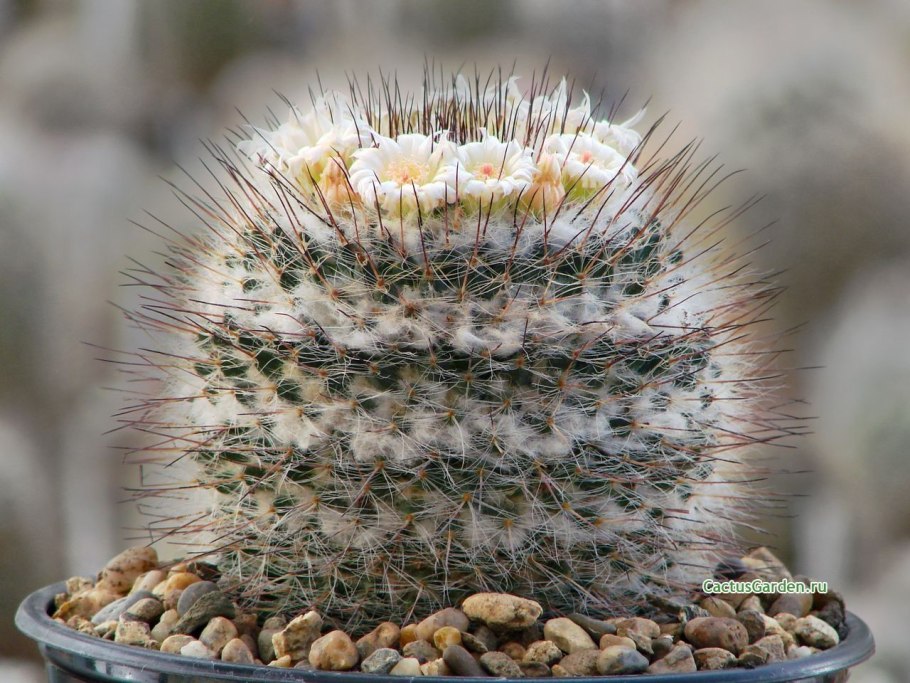 Mammillaria ruestii