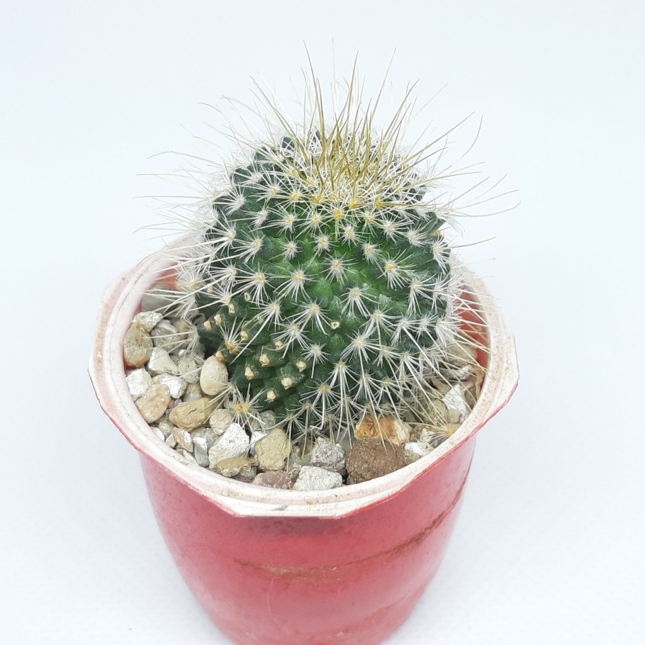 Маммиллярия spinosissima unopico