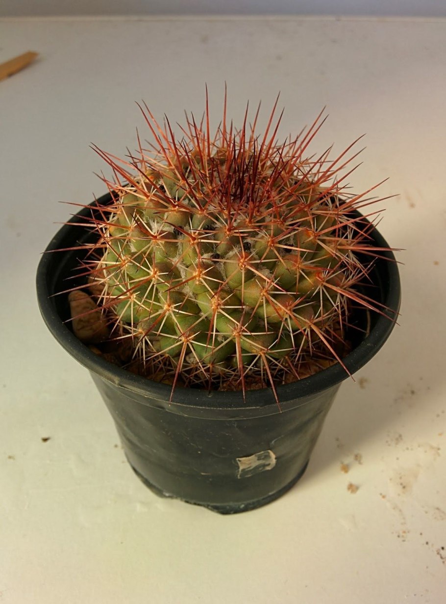 Кактус маммиллярия маммиллярис