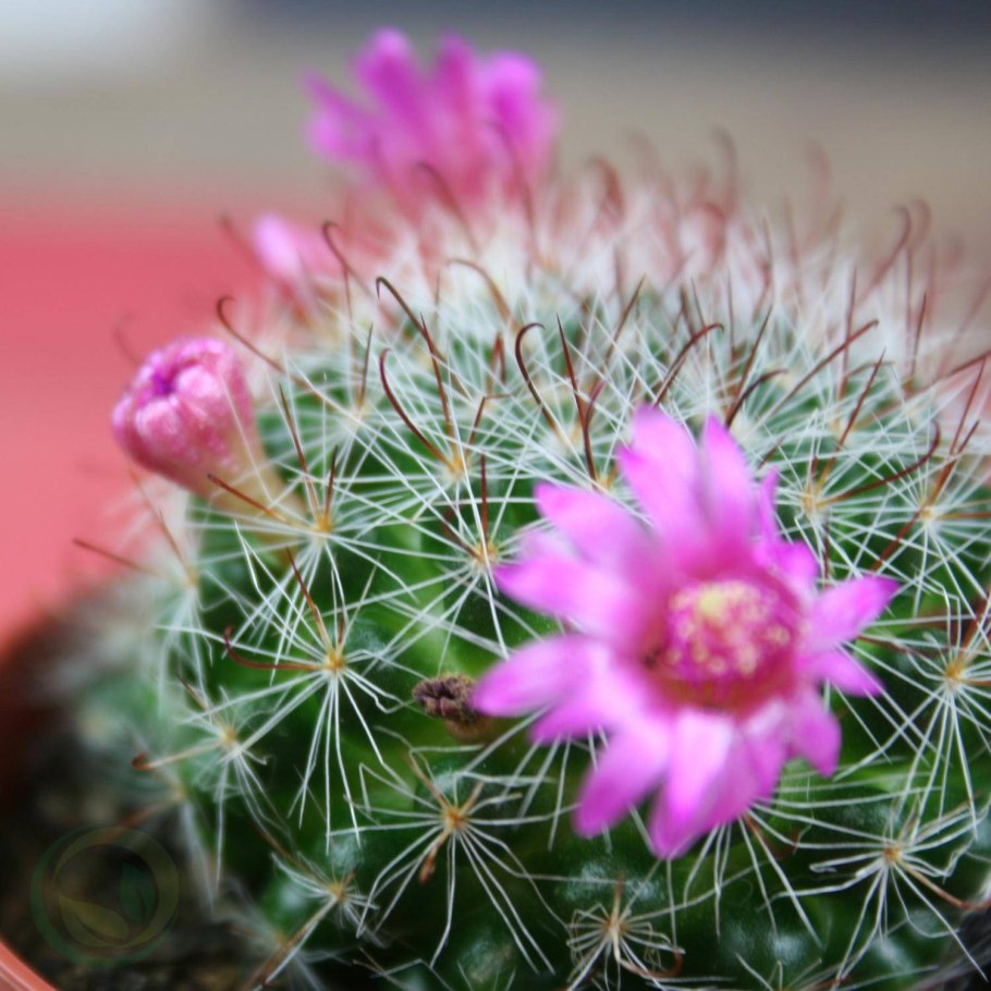 Маммиллярия блоссфельда