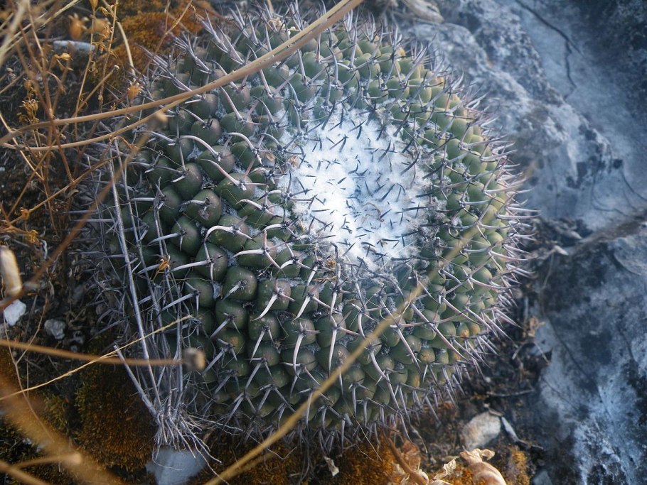 Маммиллярия вильди