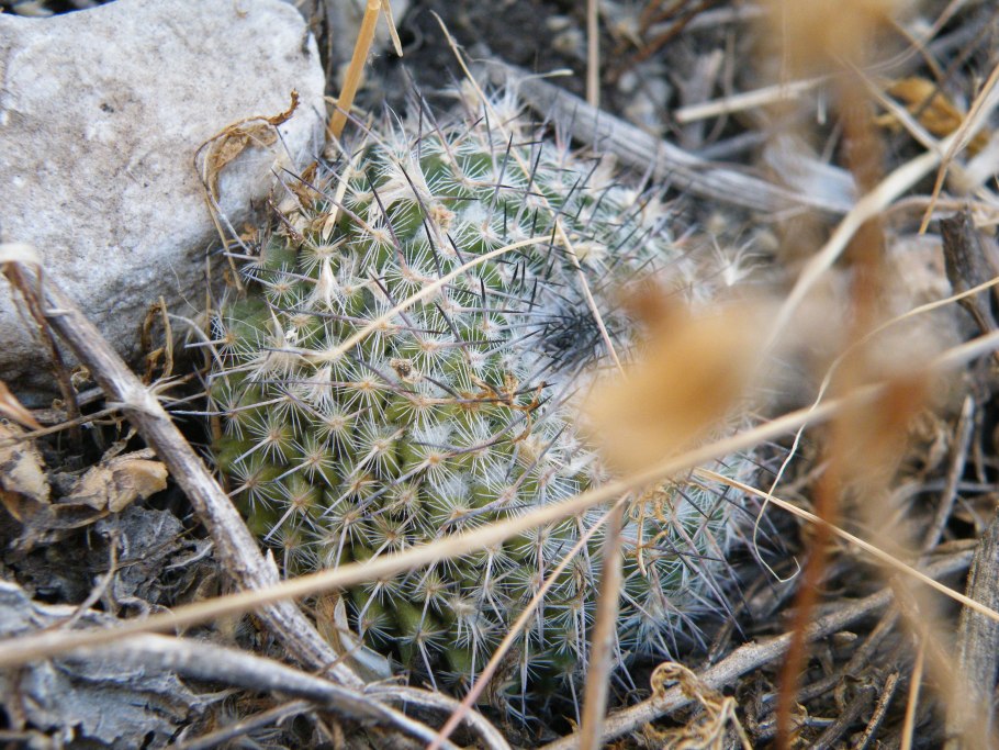 Mammillaria geminispina