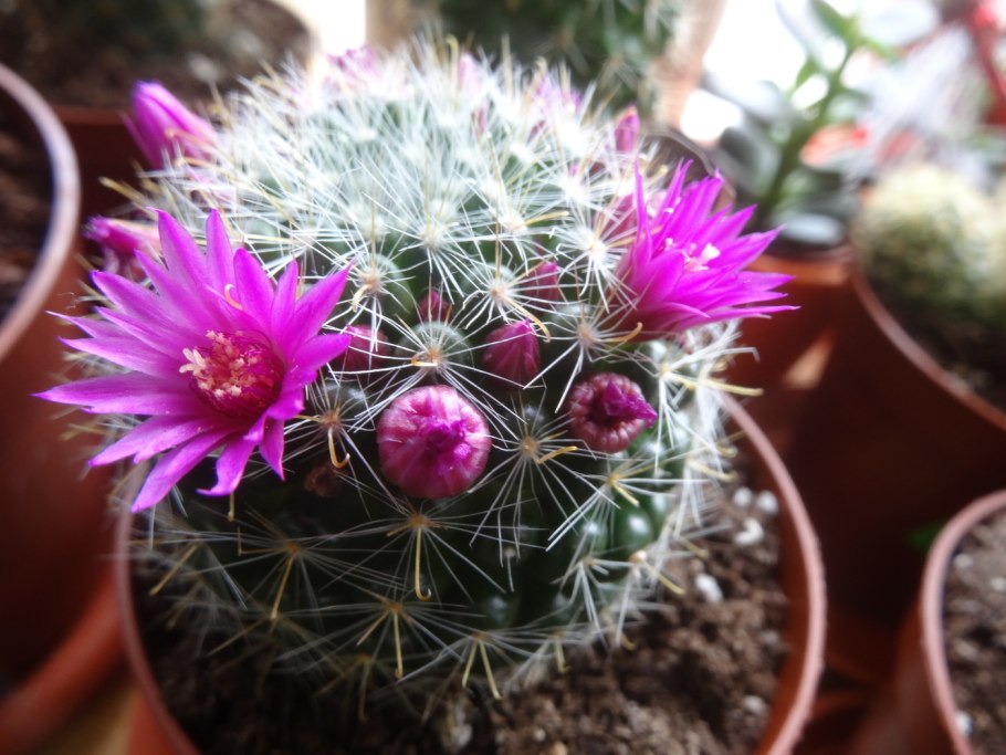 Эхинопсис маммиллярия