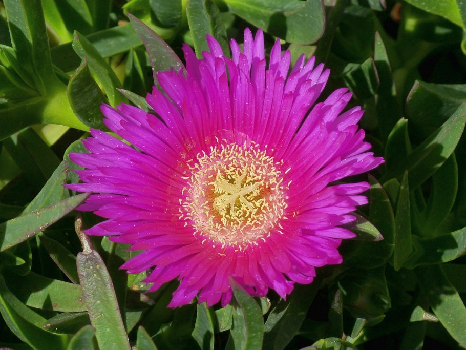 Карпобротус в домашних условиях фото