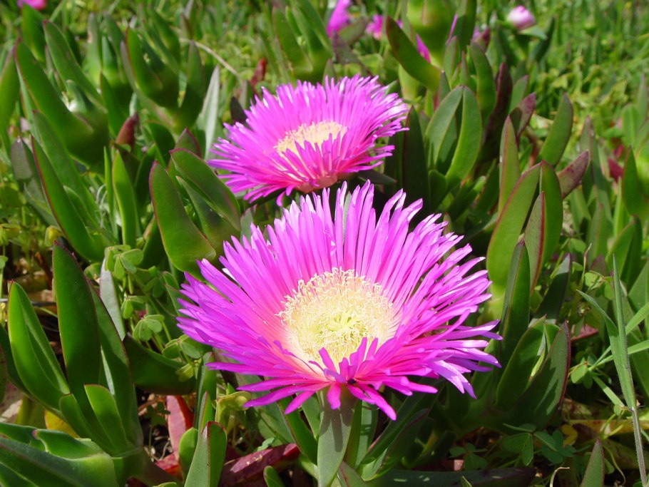 Carpobrotus edulis (Карпобротус