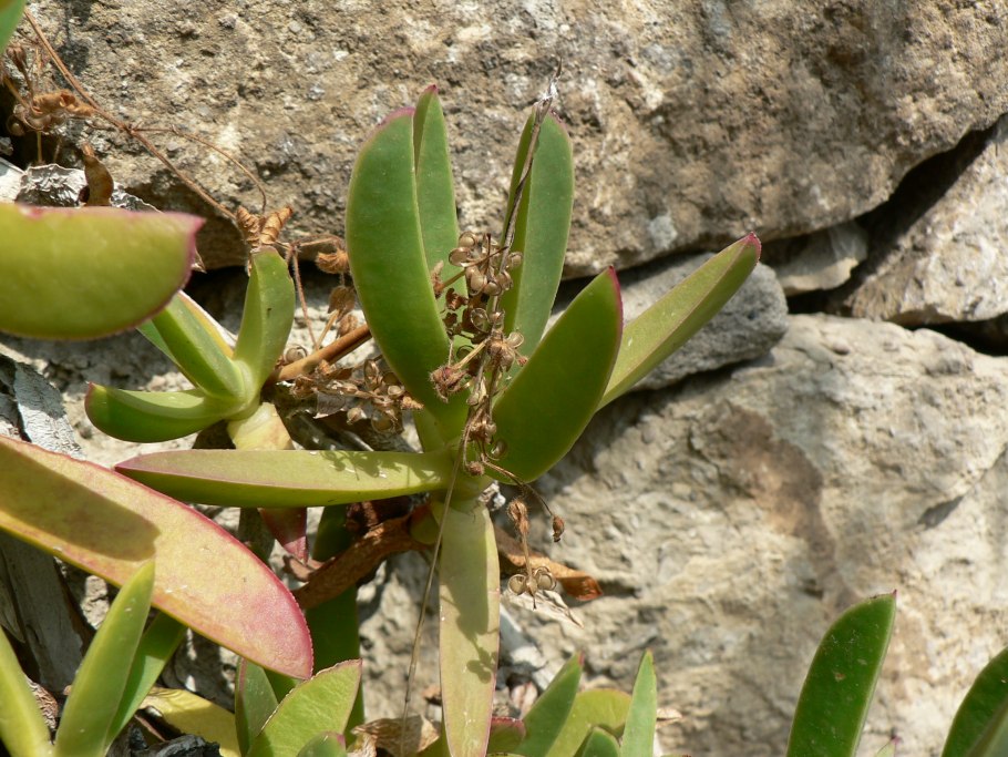Растение Carpobrotus edulis в природе обои