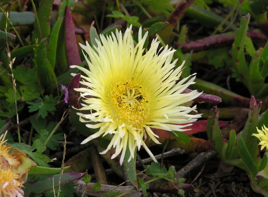 Суккулент Карпобротус