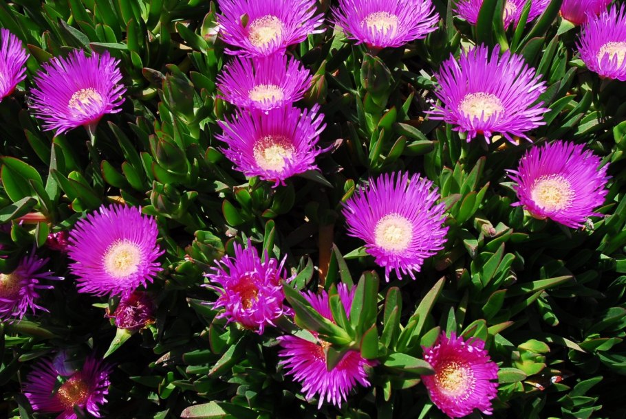 Carpobrotus edulis