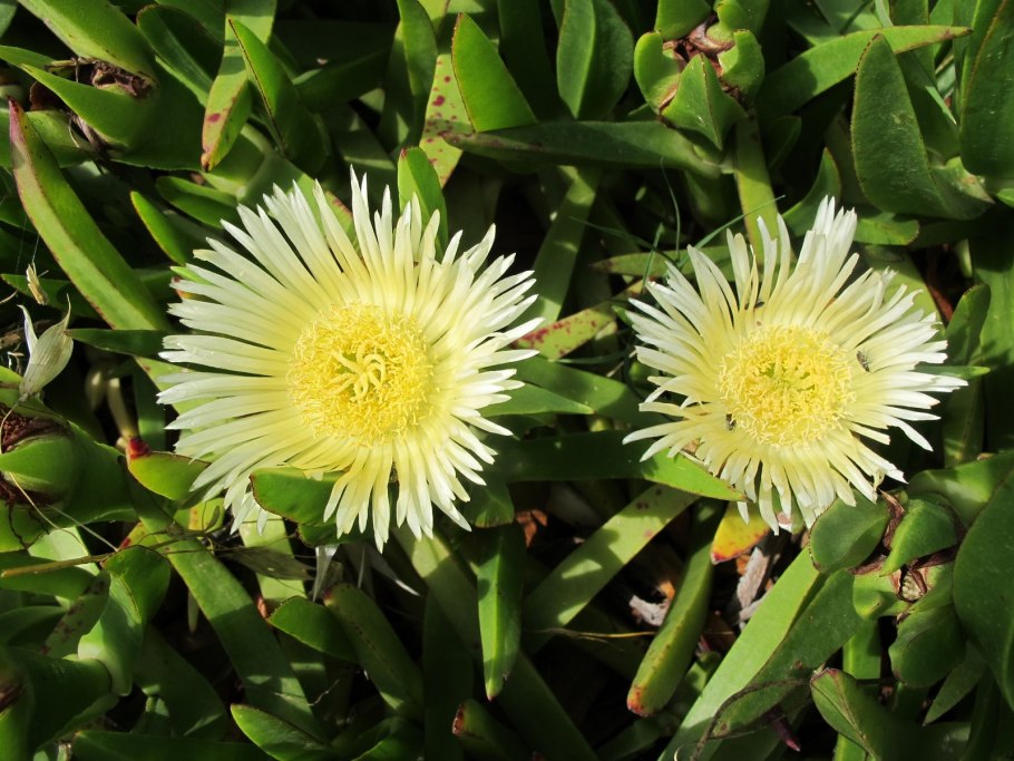 Карпобротус съедобный плоды