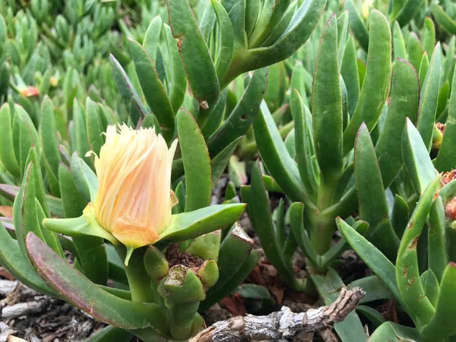 Mesembryanthemum edule